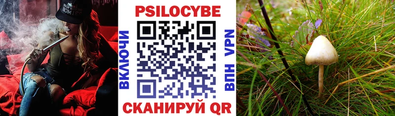 где можно купить Кедровый Псилоцибиновые грибы Psilocybe